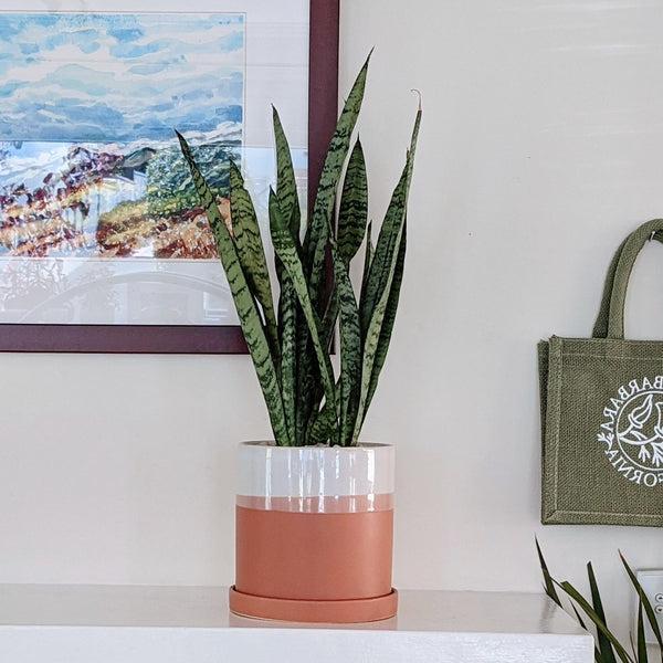 Sansevieria in Ceramic Pot "Joelle"