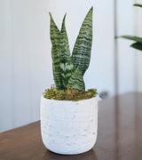 Sansevieria Ceramic Pot "Bren"