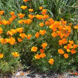 California Poppy Seed Grow Kit