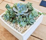 Medium Succulent Planter