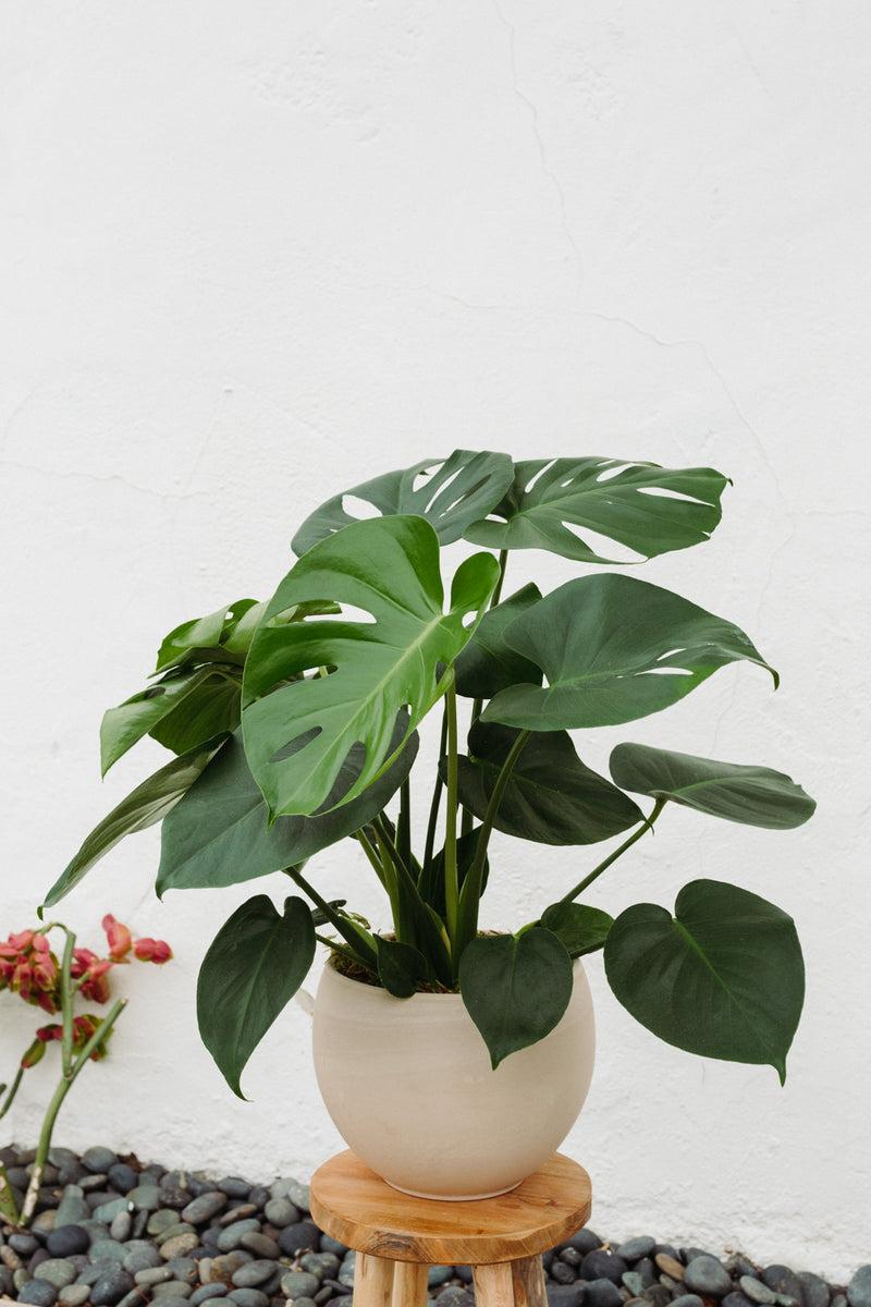 Large Monstera Indoor Plant "Mya"