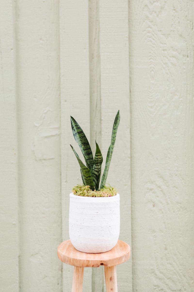 Sansevieria Ceramic Pot "Bren"