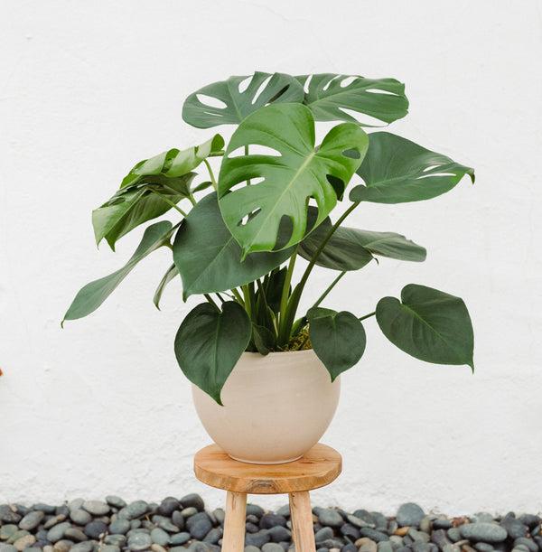 Large Monstera Indoor Plant "Mya"