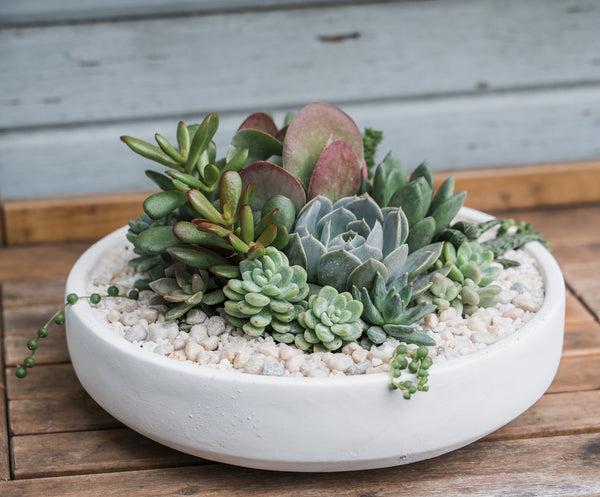 Emerson Succulent Planter